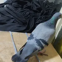 کبوتر.پلاکی. ماده.ازبلندی گرفتم|پرنده|تهران, مولوی|دیوار