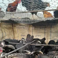 بوقلمون|حیوانات مزرعه|اردبیل, |دیوار