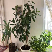 فیکوس سبز و شفلرا ابلق پر و بلند