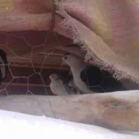 کبوتر|پرنده|کرمان, |دیوار