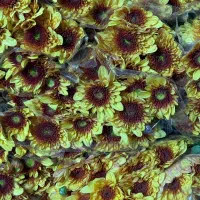 پخش عمده داوودی.رزایرانی وهلندی،قلم فوروگلایل|گل و گیاه طبیعی|شیراز, شیخ علی چوپان|دیوار