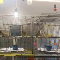 قناری نر و ماده آماده