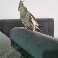 عروس هلندی|پرنده|کوهدشت, |دیوار