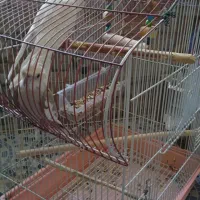عروس هلندی