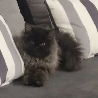 گربه پرشین اسکاتیش مشکی ماده چهارماهه