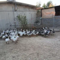 غاز