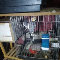 عروس هلندی|پرنده|رباطکریم, شهرک صنعتی دهحسن|دیوار