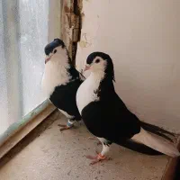 نروماده‌ چپ سیاه‌ کاکلی‌ واکسی عطیقه‌ به ضمانت