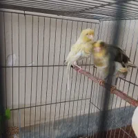 قناری نر ماده بلند روبه مستی و فنچ نر