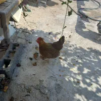 فروش مرغ وخروس
