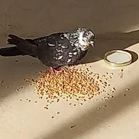 کبوتر،نامه رسان