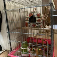 قفس پرنده|لوازم جانبی حیوانات|قرچک, پویینک|دیوار