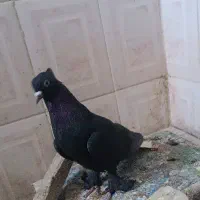 کفتر کبوتر نر