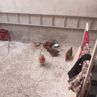 سه تا مرغ تخم گذاریک خروس|حیوانات مزرعه|بهارستان, |دیوار