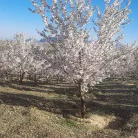 فروش باغ بادام در روستای چم نور
