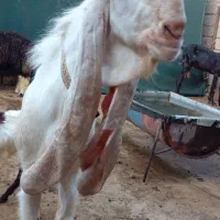 نر بز گلابی اصل