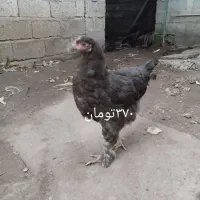 مرغ و خروس|حیوانات مزرعه|رشت, جانبازان|دیوار