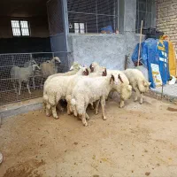 بره پروار فول