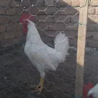 خروس سفید و خوش اندام|حیوانات مزرعه|الوند, |دیوار