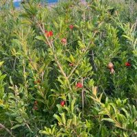 نهال انار دانه مشکی شهرضا