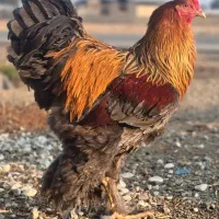 جوجه برهما پاتریچ|حیوانات مزرعه|میبد, |دیوار