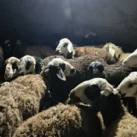 64عدد شیشک پلنگی|حیوانات مزرعه|بیرانوند, |دیوار