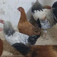 مرغ و خروس|حیوانات مزرعه|محمدشهر, محمدشهر|دیوار