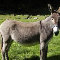 فروش انواع الاغ صادراتی