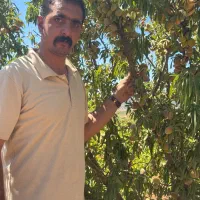 فروش نهال بادام درجه یک|خدمات باغبانی و درختکاری|مرند, |دیوار