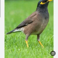 جوجه مرغ مینامعاوضه باجوجه قناری نر