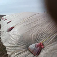 کاه