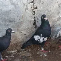 پرنده|پرنده|سعدآباد, |دیوار