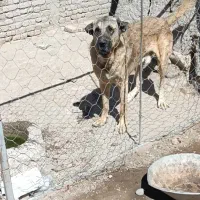 فروش سگ نگهبان برای باغ