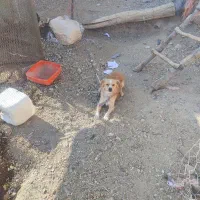 واگذاری توله پاکوتاه