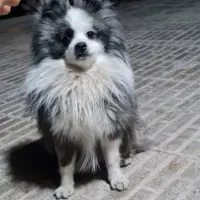 پامر نر جهت کشش