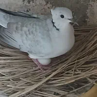 کبوتر تزینی