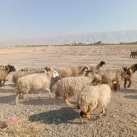 گوسفند داشتی|حیوانات مزرعه|کوار, |دیوار