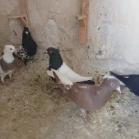 ۷ عدد کله سینه دم سفید طوقی پرشی|پرنده|مشهد, خرمشهر|دیوار