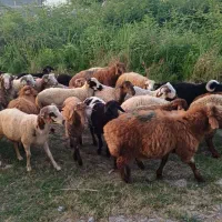 فروش گوسفند زنده