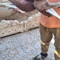 کبوتر|پرنده|اندیمشک, |دیوار