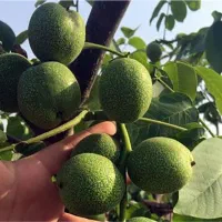 نهال های با کیفیت و اصلاحشده شده|خدمات باغبانی و درختکاری|فارسان, |دیوار