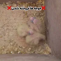 عروس هلندی جفت(نر و ماده)|پرنده|رشت, فخب|دیوار