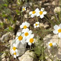 فروش عناب  درشت کیلویی ۲۷۰و الو خورشتی کیلویی ۳۰۰