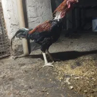 فروش چند تا مرغ و خروس لاری سالم