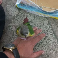 طوطی گرینچیک