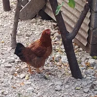 خروس ومرغ تخم گذار وتعدادی اردک و جوجه ۴ماهه|حیوانات مزرعه|کلاردشت, |دیوار