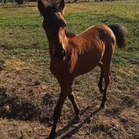 اسب