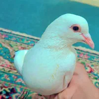 کفتر سفید دستی فقط باید یکم تربیت کنی