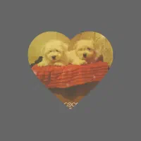 دوتا توله سگ شیتزو  دختر وپسر