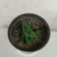 همه کاکتوسها باهم ۱۹۵ تومن|گل و گیاه طبیعی|مراغه, |دیوار